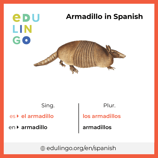 Armadillo in Spanish vocabulary picture with singular and plural for download and printing