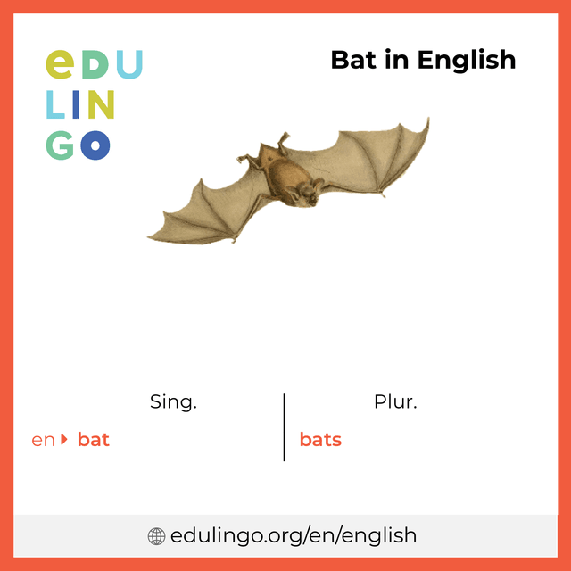Bat in English vocabulary picture with singular and plural for download and printing