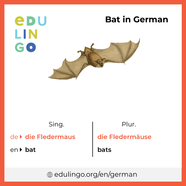Bat in German vocabulary picture with singular and plural for download and printing