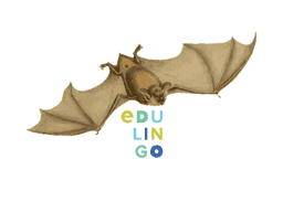 Thumbnail: Bat in English