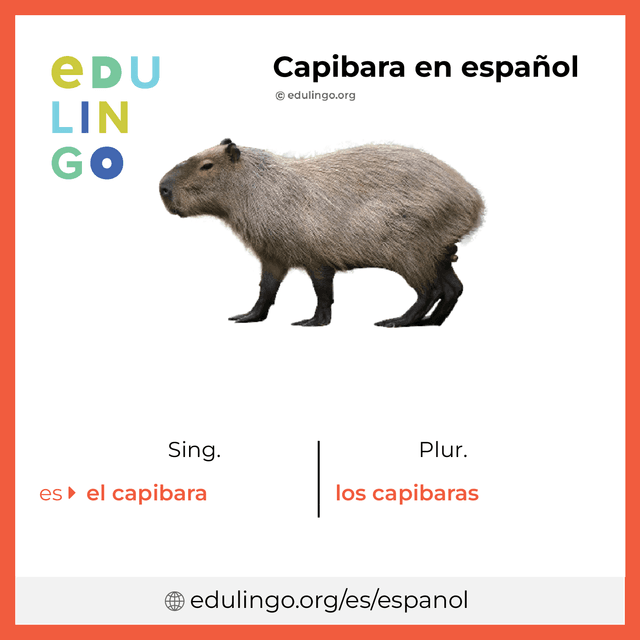 Imagen de vocabulario Capibara en español con singular y plural para descargar e imprimir
