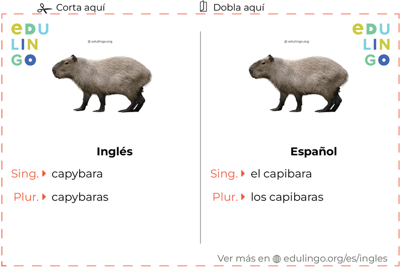 Ficha de Vocabulario Capibara en inglés para imprimir, practicar y aprender