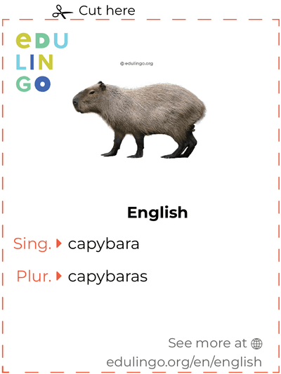Capybara in English vocabulary flashcard for printing, practicing and learning