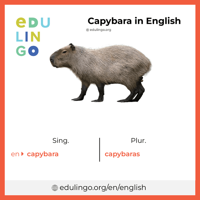 Capybara in English vocabulary picture with singular and plural for download and printing