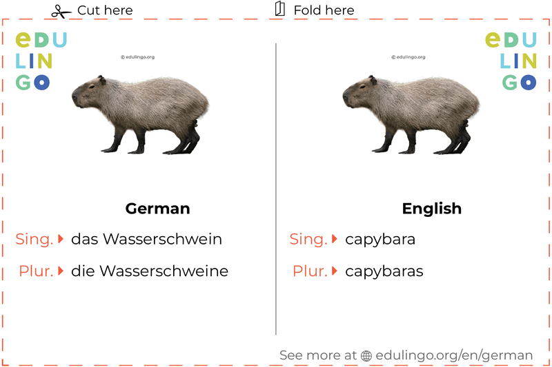 Capybara in German vocabulary flashcard for printing, practicing and learning