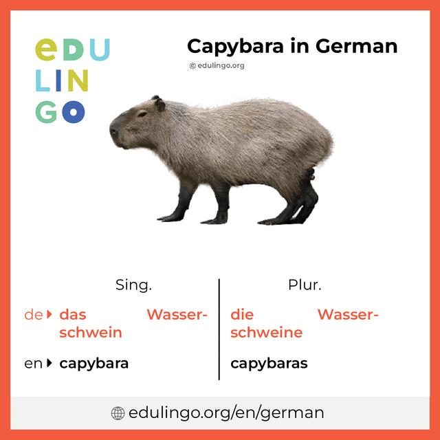 Capybara in German vocabulary picture with singular and plural for download and printing