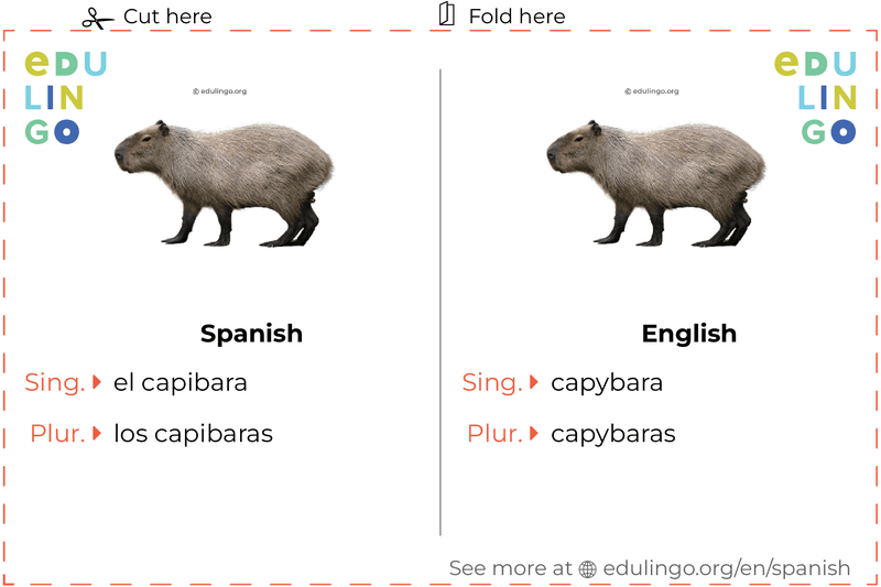 Capybara in Spanish vocabulary flashcard for printing, practicing and learning