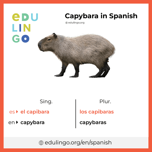 Capybara in Spanish vocabulary picture with singular and plural for download and printing