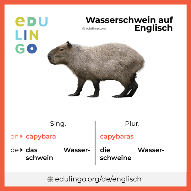 Wasserschwein auf Englisch Vokabelbild mit Singular und Plural zum Herunterladen und Ausdrucken