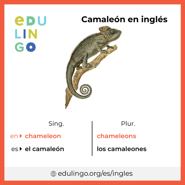 Imagen de vocabulario Camaleón en inglés con singular y plural para descargar e imprimir