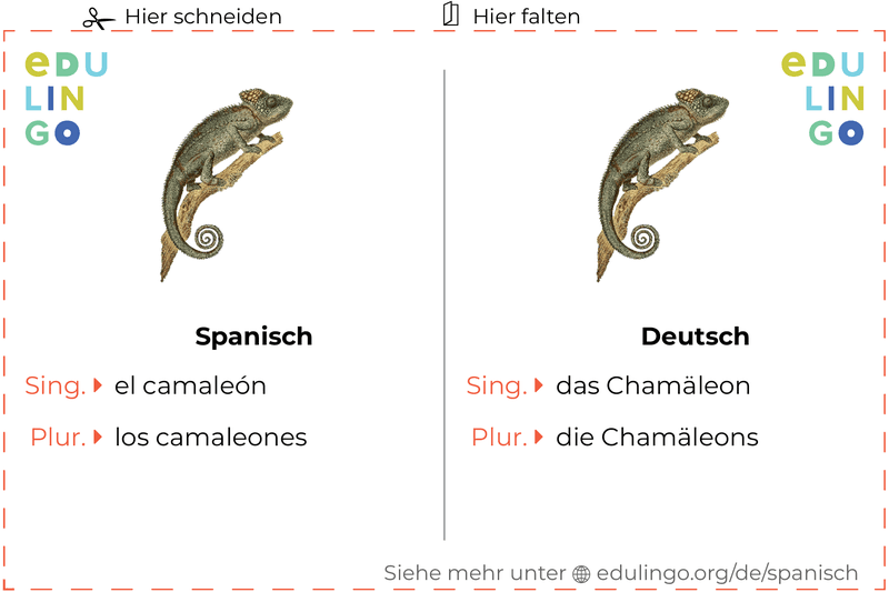 Chamäleon auf Spanisch Vokabelkartei zum Ausdrucken, Üben und Lernen