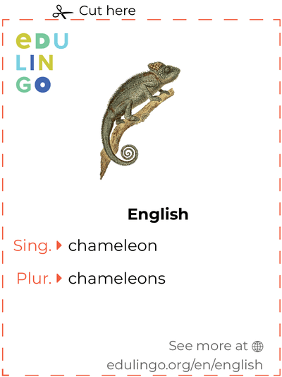 Chameleon in English vocabulary flashcard for printing, practicing and learning