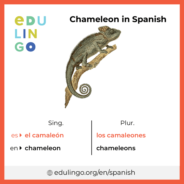 Chameleon in Spanish vocabulary picture with singular and plural for download and printing