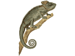Thumbnail: Chameleon in Spanish