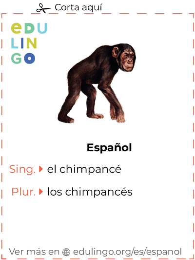 Ficha de Vocabulario Chimpancé en español para imprimir, practicar y aprender