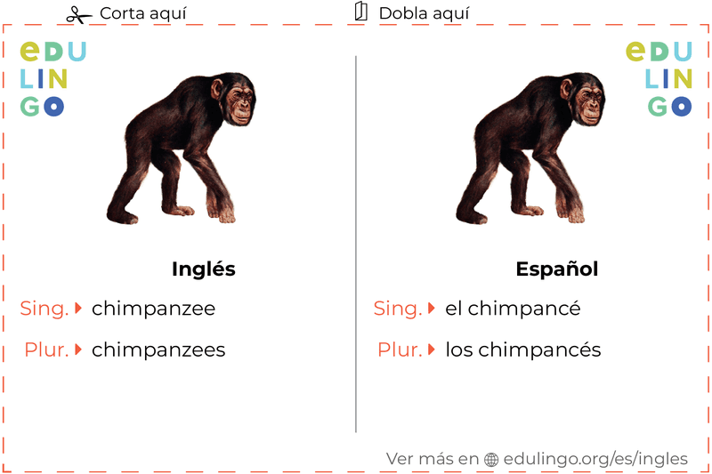 Ficha de Vocabulario Chimpancé en inglés para imprimir, practicar y aprender