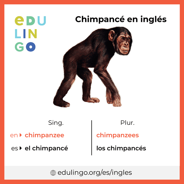Imagen de vocabulario Chimpancé en inglés con singular y plural para descargar e imprimir