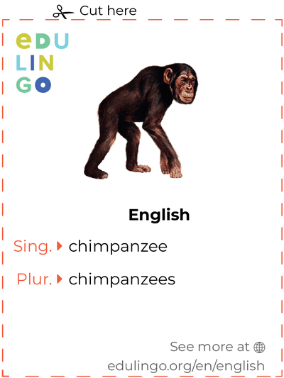 Chimpanzee in English vocabulary flashcard for printing, practicing and learning