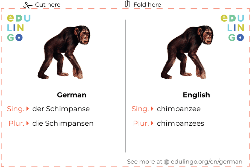 Chimpanzee in German vocabulary flashcard for printing, practicing and learning