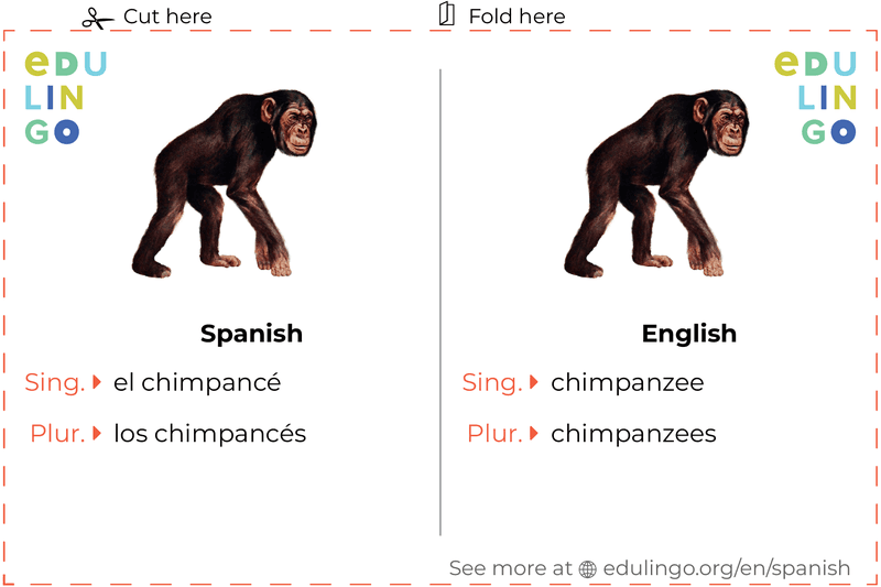 Chimpanzee in Spanish vocabulary flashcard for printing, practicing and learning