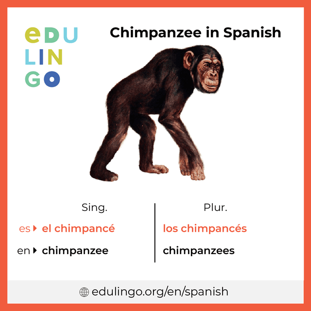 Chimpanzee in Spanish vocabulary picture with singular and plural for download and printing