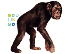 Thumbnail: Chimpanzee in English