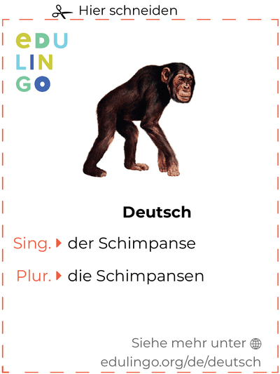 Schimpanse auf Deutsch Vokabelkartei zum Ausdrucken, Üben und Lernen
