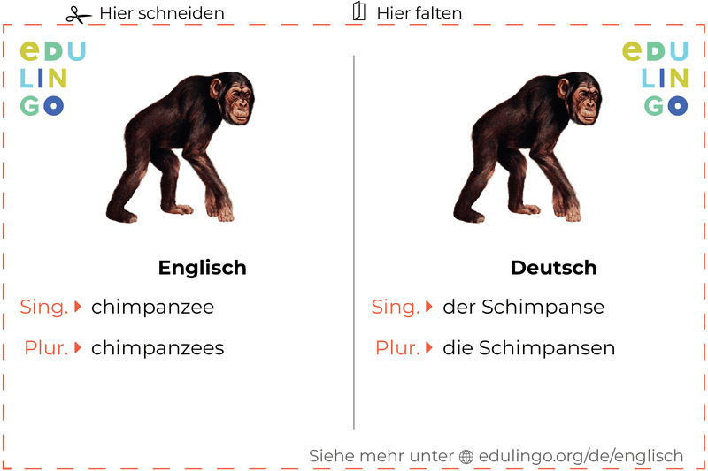 Schimpanse auf Englisch Vokabelkartei zum Ausdrucken, Üben und Lernen