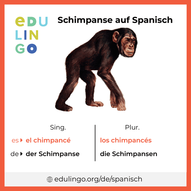 Schimpanse auf Spanisch Vokabelbild mit Singular und Plural zum Herunterladen und Ausdrucken