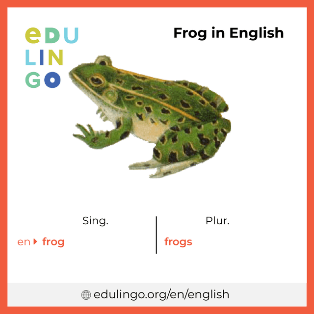 Frog in English vocabulary picture with singular and plural for download and printing