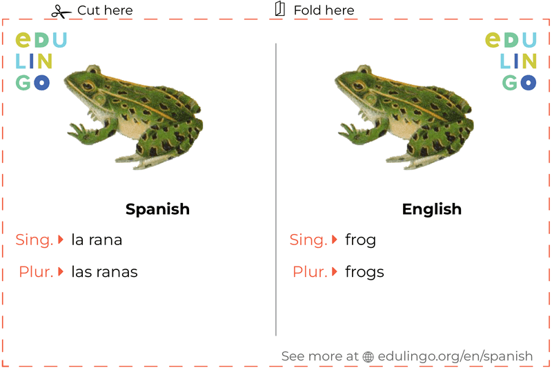 Frog in Spanish vocabulary flashcard for printing, practicing and learning