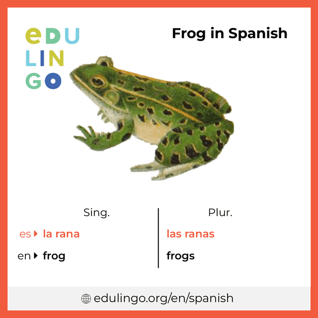 Frog in Spanish vocabulary picture with singular and plural for download and printing