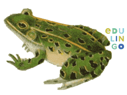 Thumbnail: Frog in English
