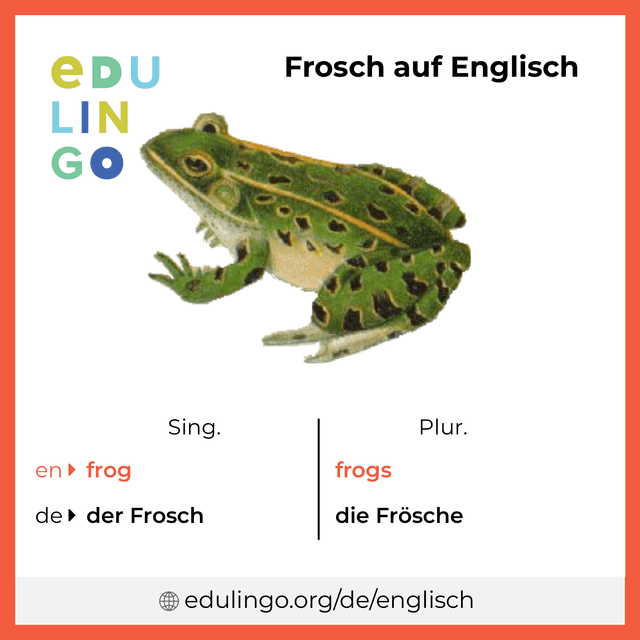Frosch auf Englisch Vokabelbild mit Singular und Plural zum Herunterladen und Ausdrucken