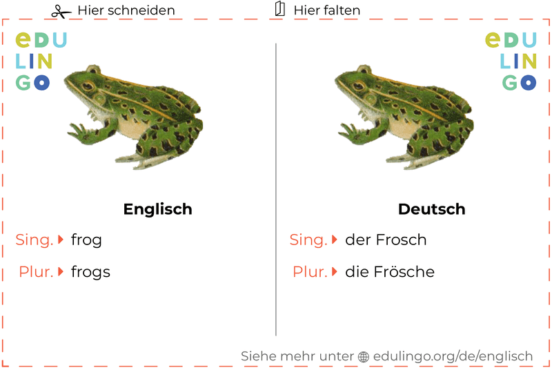Frosch auf Englisch Vokabelkartei zum Ausdrucken, Üben und Lernen