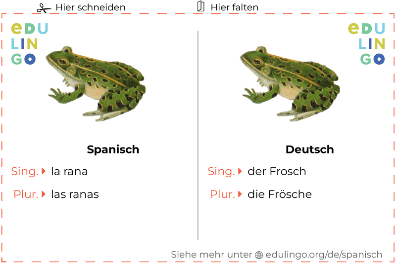 Frosch auf Spanisch Vokabelkartei zum Ausdrucken, Üben und Lernen