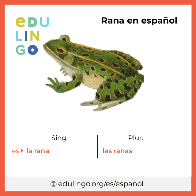 Imagen de vocabulario Rana en español con singular y plural para descargar e imprimir