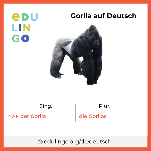 Gorila auf Deutsch Vokabelbild mit Singular und Plural zum Herunterladen und Ausdrucken
