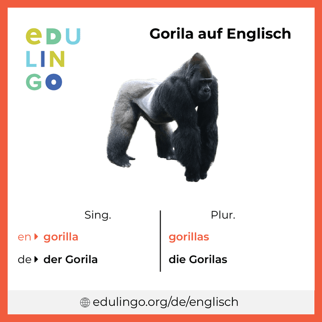 Gorila auf Englisch Vokabelbild mit Singular und Plural zum Herunterladen und Ausdrucken
