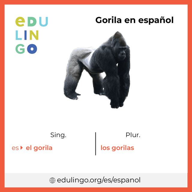 Imagen de vocabulario Gorila en español con singular y plural para descargar e imprimir
