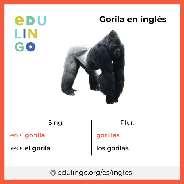 Imagen de vocabulario Gorila en inglés con singular y plural para descargar e imprimir