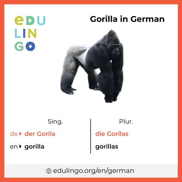 Gorilla in German vocabulary picture with singular and plural for download and printing