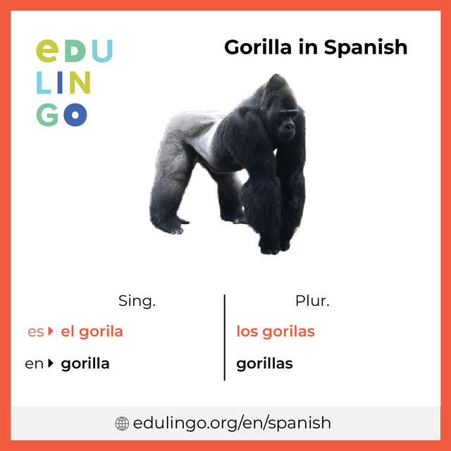 Gorilla in Spanish vocabulary picture with singular and plural for download and printing