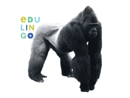 Thumbnail: Gorilla in English