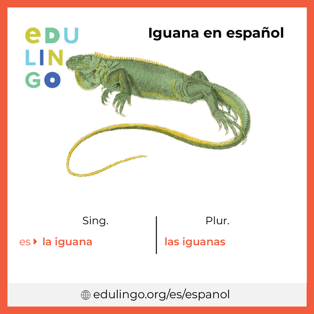 Imagen de vocabulario Iguana en español con singular y plural para descargar e imprimir