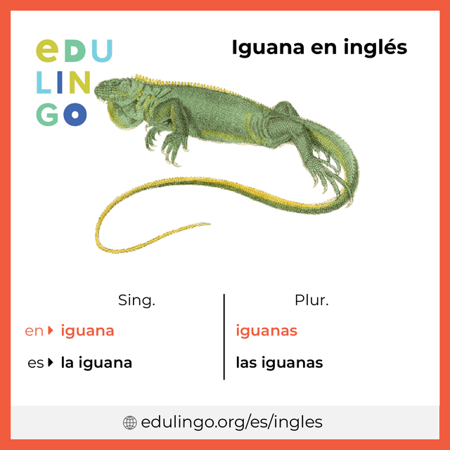 Imagen de vocabulario Iguana en inglés con singular y plural para descargar e imprimir