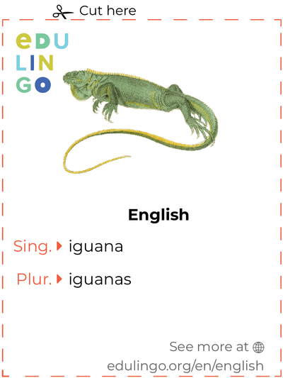 Iguana in English vocabulary flashcard for printing, practicing and learning
