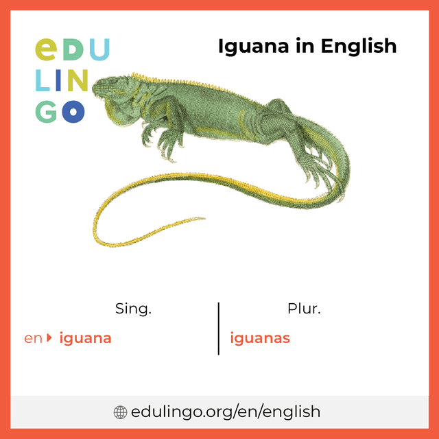 Iguana in English vocabulary picture with singular and plural for download and printing