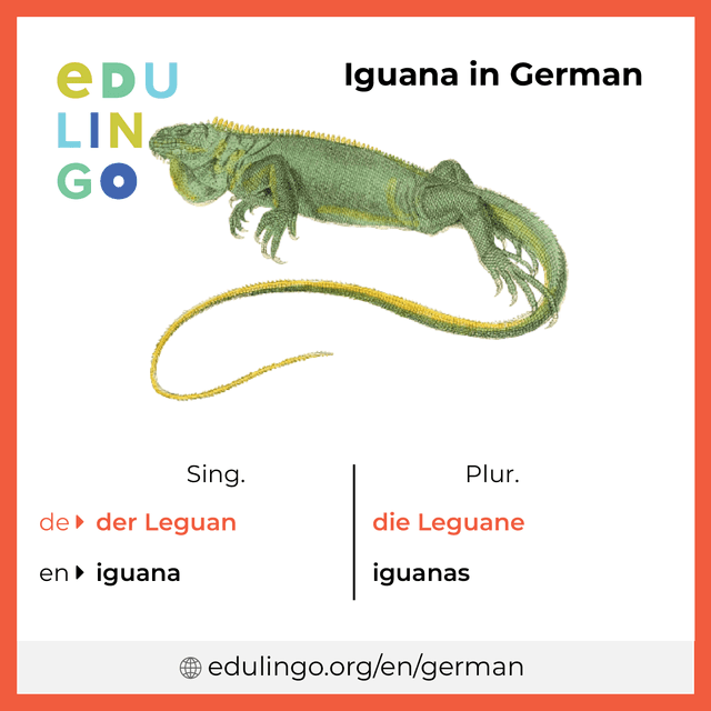 Iguana in German vocabulary picture with singular and plural for download and printing