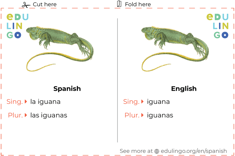 Iguana in Spanish vocabulary flashcard for printing, practicing and learning